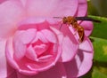 Camellia with wasp