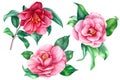 Camellia on white background, spring watercolor flowers, botanical illustration
