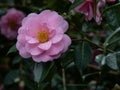 Camellia williamsii Jenefer Carlyon Royalty Free Stock Photo
