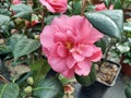 Camellia x williamsii 'Blue Danube'
