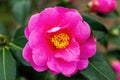 Camellia x Williamsii `Cheapside` Royalty Free Stock Photo