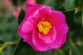 Camellia x Williamsii `Cheapside` Royalty Free Stock Photo