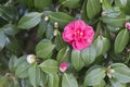 Camellias blooming on the tree