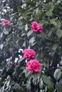 Camellias blooming on the tree