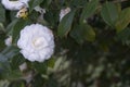 Camellias blooming on the tree Royalty Free Stock Photo