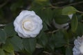 Camellias blooming on the tree