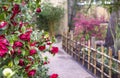 Camellias in the garden Royalty Free Stock Photo