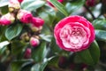 Pink camellias in the tree
