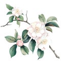 Camellias and leaves on a white background.