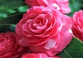 Camellias were cultivated in the gardens of China and Japan for centuries before they were seen in Europe.