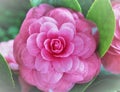 Camellias were cultivated in the gardens of China and Japan for centuries before they were seen in Europe.