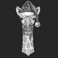 Camelopard, giraffe Christmas, new year celebration. Santa Claus winter hat. Xmas headdress. Royalty Free Stock Photo