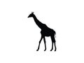 Camelopard or giraffe silhouette vector Royalty Free Stock Photo