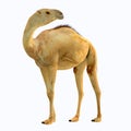 Camelops hesternus Side Profile