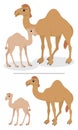 Camels