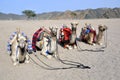 Camels Royalty Free Stock Photo