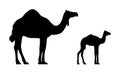 Black silhouettes of camel and calf Royalty Free Stock Photo