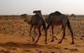 Camels Royalty Free Stock Photo