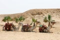 Camels Royalty Free Stock Photo