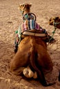 Camels