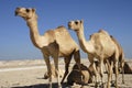 Camels