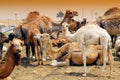 Camels Royalty Free Stock Photo