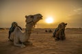 Siluetas de camellos en el desierto del Sahara