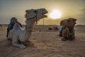 Siluetas de camellos en el desierto del Sahara