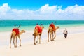 Camels at African sandy Diani beach, Indian ocean in Kenya, African landscape