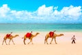 Camels at African sandy Diani beach, Indian ocean in Kenya, African landscape