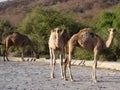 Camels in Ain Garziz, Oman Royalty Free Stock Photo