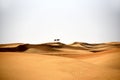 Camels in Al Bidayer Desert dunes, Dubai, United Arab Emirates Royalty Free Stock Photo
