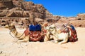 Camels in ancient city of Petra, Jordan Royalty Free Stock Photo