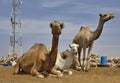 Camels for any choice