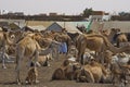 Camels for any choice Royalty Free Stock Photo