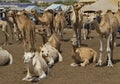 Camels for any choice Royalty Free Stock Photo