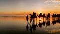 camels approaching at sunset on cable beach in broome Royalty Free Stock Photo