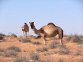 Camels in arabian desert Royalty Free Stock Photo