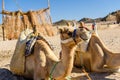 Camels in arabian desert not far from the Hurghada city, Egypt