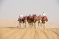 Camels riding in desert of Abu Dhabi, UAE. Dromedaries leaded through desert on foggy day.