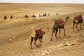 Camels as transport Royalty Free Stock Photo