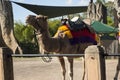 Camels at australia zoo