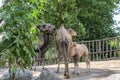 ROMA, ITALY - JULY 2019: Camels in the aviary in the zoo