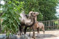 ROMA, ITALY - JULY 2019: Camels in the aviary in the zoo