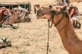 Camels Await Near Giza Pyramids Royalty Free Stock Photo