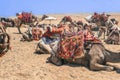 Camels Await Near Giza Pyramids Royalty Free Stock Photo