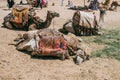 Camels Await Near Giza Pyramids Royalty Free Stock Photo