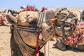 Camels Await Near Giza Pyramids Royalty Free Stock Photo