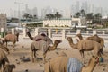 Camels in the background towers in Doha