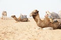Camels in beach Royalty Free Stock Photo